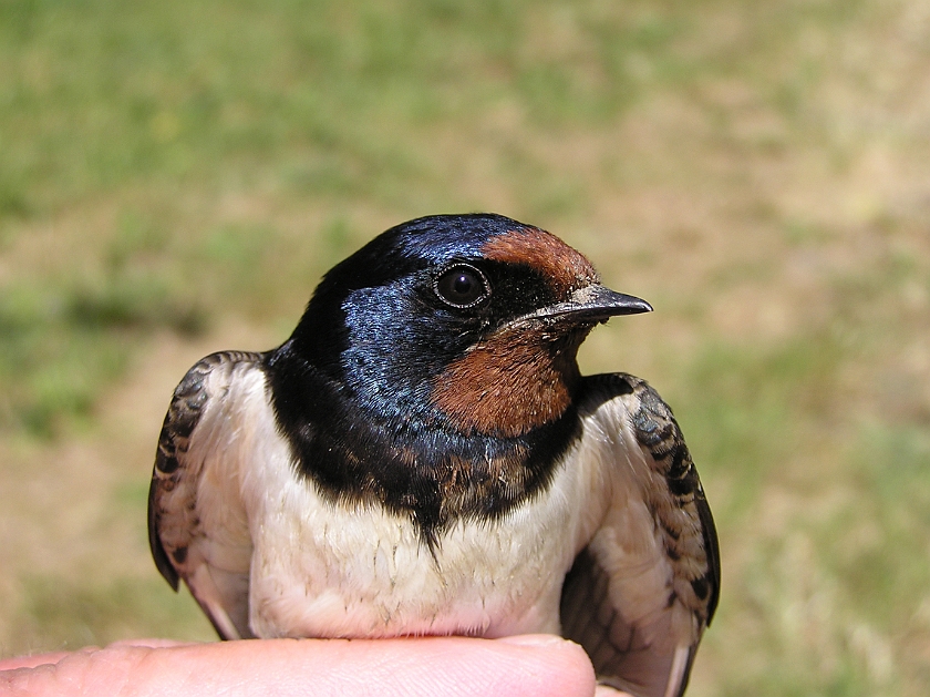 Barn Swallow, Digrans 20080604